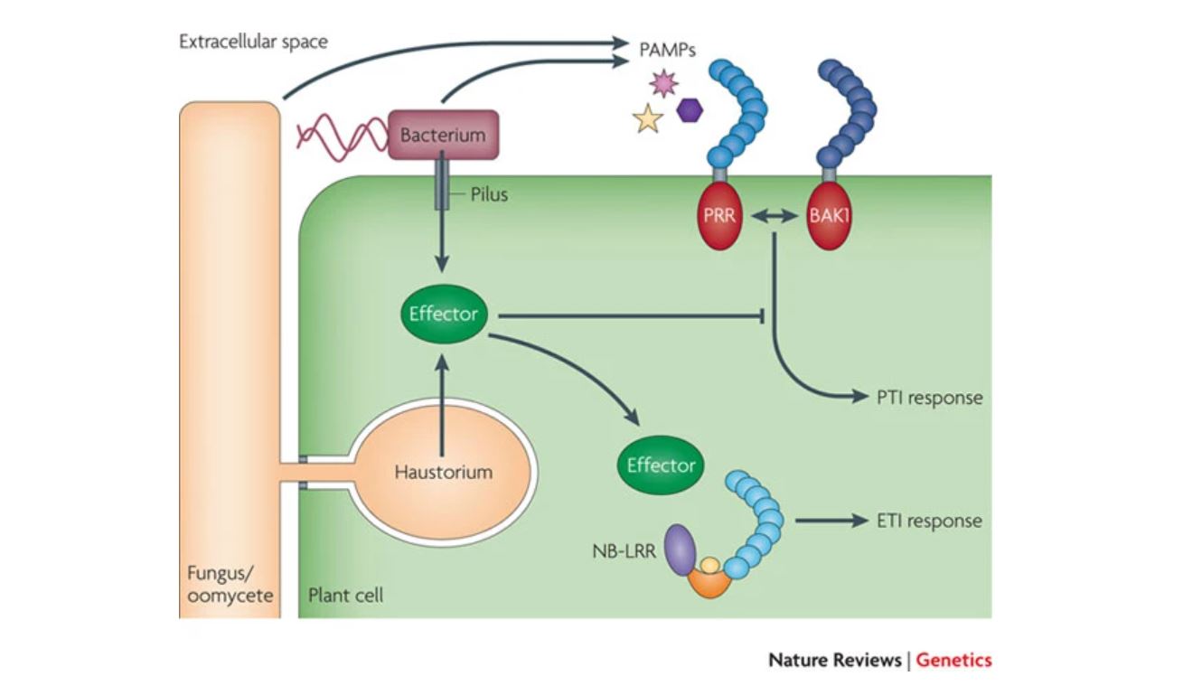 A Systematic Identification Of Pan-Genome Effector Families Responsible ...