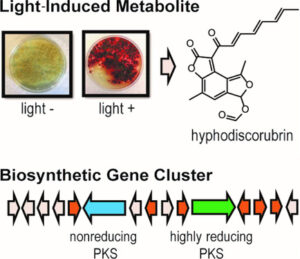 Now You See Me: Discovery of a Light-Induced Secondary Metabolite from Hyphodiscus hymeniophilus Fungus