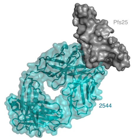 Read more about the article Breaking the Chain of Malarial Transmission: Progressing Vaccine Development Through the Characterization of Anti-Pfs25 Antibodies