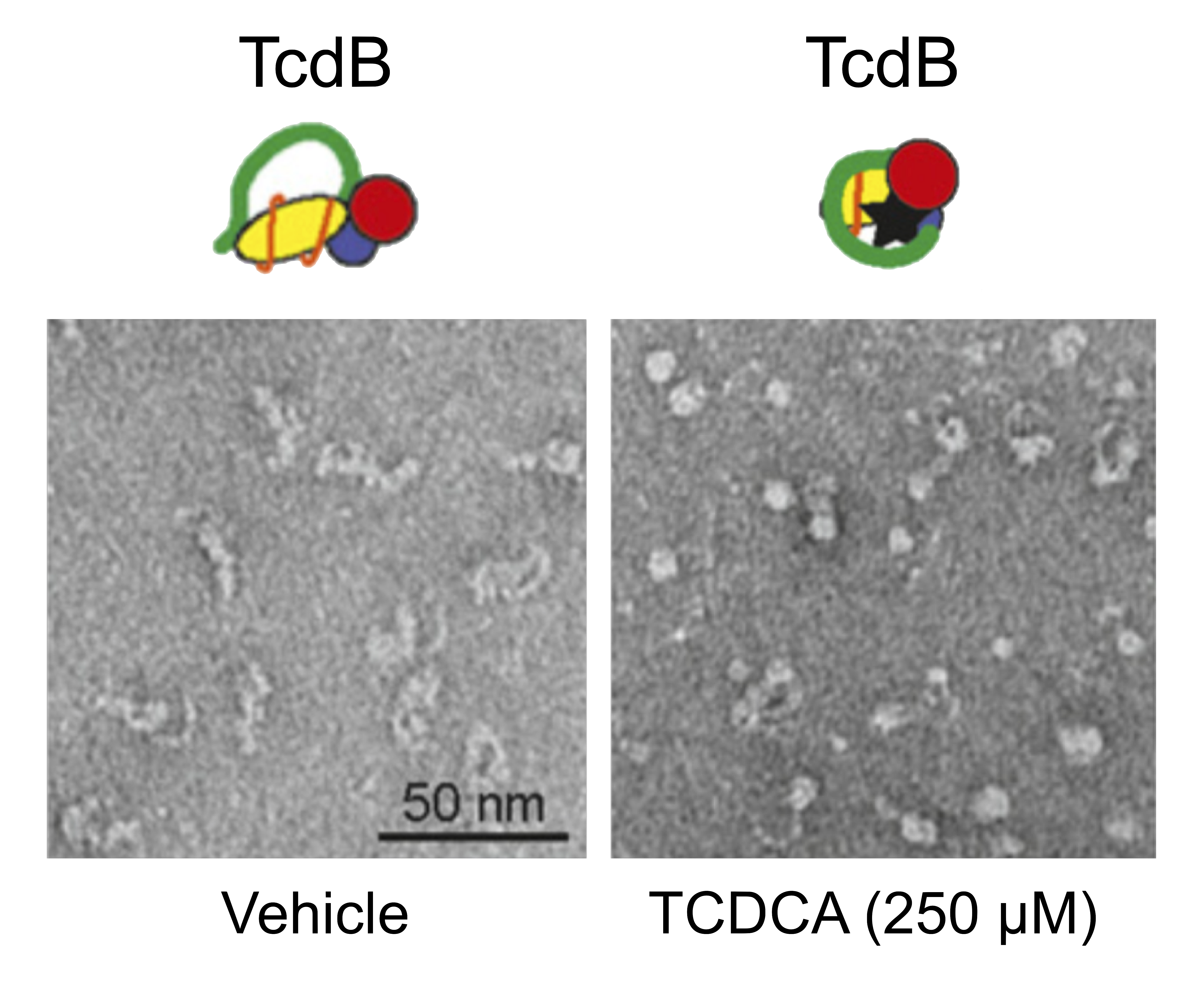 Read more about the article Exploiting the antagonistic action of intestinal bile acids to develop antitoxin therapeutics against Clostridium difficile