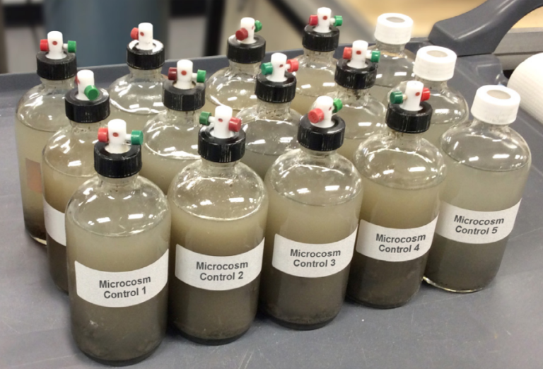 Microbe Clean Microbes that Clean Up: Bioremediation of Pesticide-Polluted Banana ...